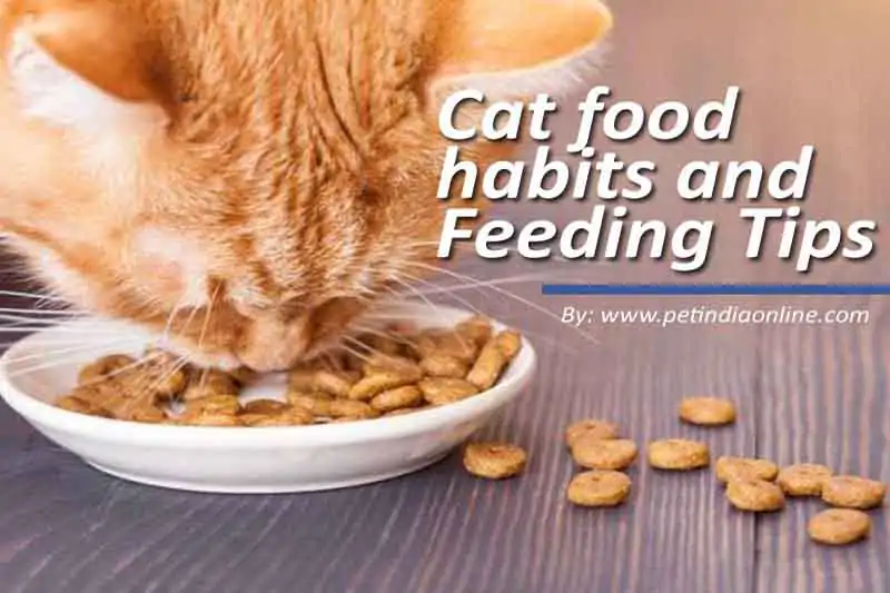 Cat food habits and Feeding Tips | meo cat food | royal canin cat food